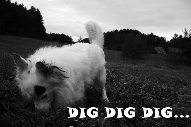 Black and white photo of small white dog digging with caption 'Dig Dig Dig'.