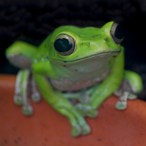 Happy green frog.